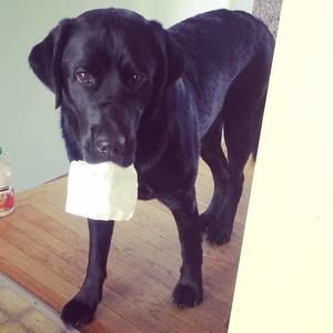 Meet your Posher, Elsie